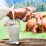 cow-milk
